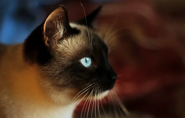 Картинка кошка, взгляд, морда, Сиамский кот