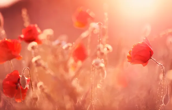 Картинка поле, природа, маки, лепестки, луг