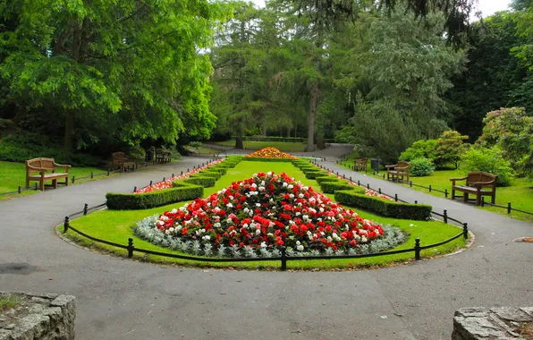 Картинка flower, trees, park