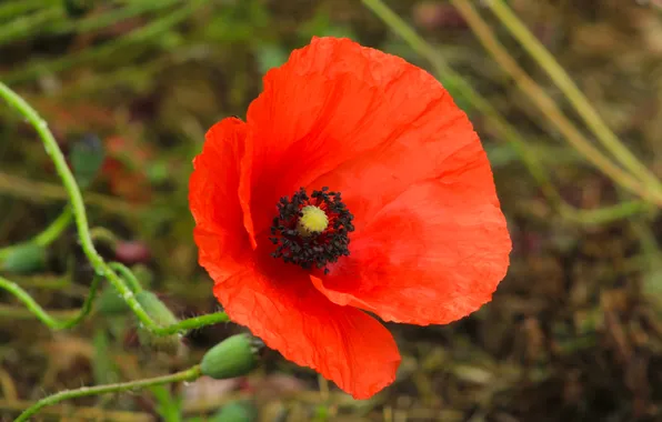 Red, flower, poppy