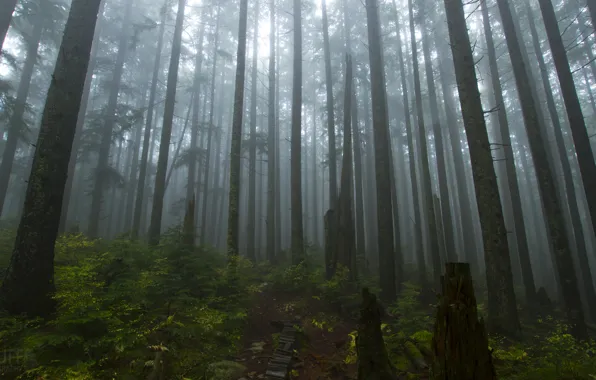 Картинка лес, деревья, природа, туман, Канада, Ванкувер, Canada, Vancouver