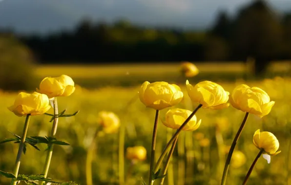 Картинка поле, лес, цветы, природа