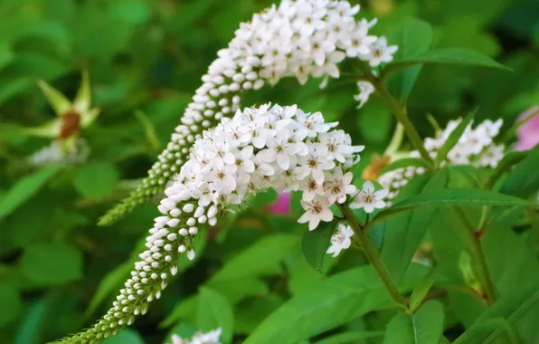 Картинка Spring, Flowering, White flowers