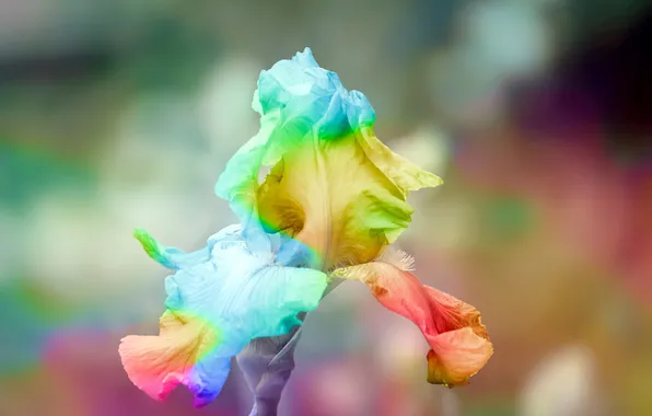 Картинка цветок, rainbow, ирис, iris, радужный ирис, flower of iris