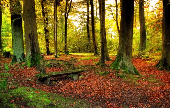 Картинка листья, деревья, Осенью, леса, скамья, природы