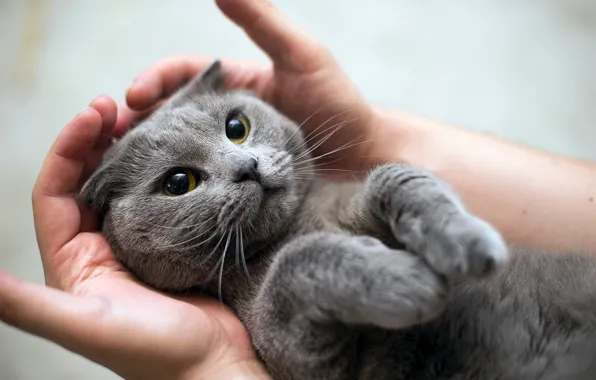 Картинка кошка, взгляд, руки