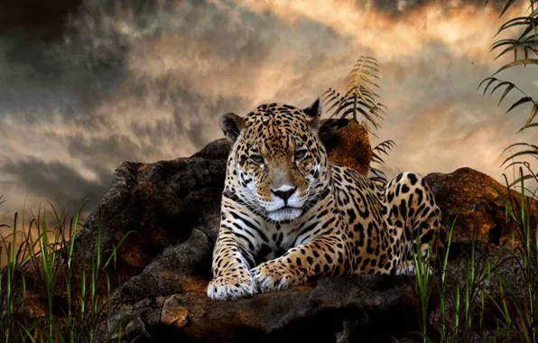 Картинка leopard, cat, africa, animal, wildlife