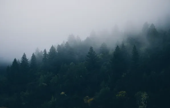 Деревья, туман, высота, ель, Лес, хвойный лес