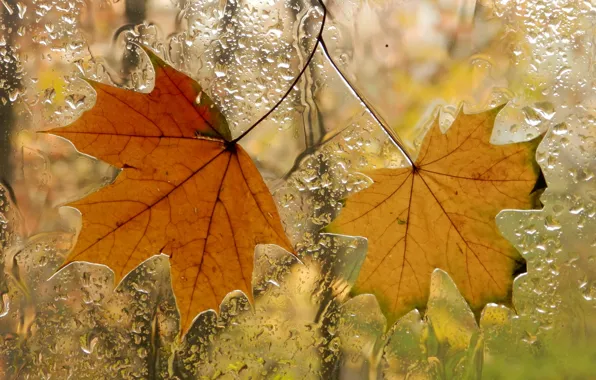 Картинка осень, листья, окно