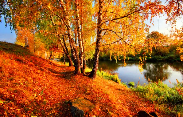 Картинка осень, листья, берег, желтые, березы, речка