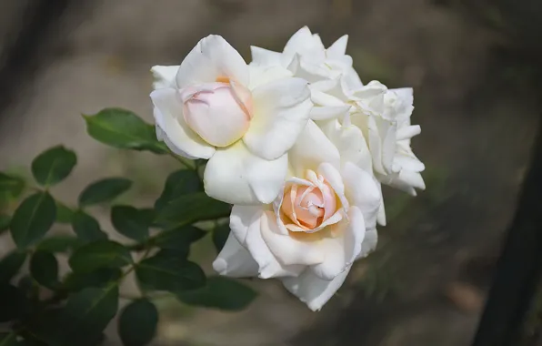 Картинка Розы, Roses, White roses, Белые розы