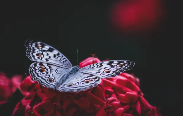 Цветок, бабочка, flower, butterfly, размытый фон, blurred background, Sudipta Mondal