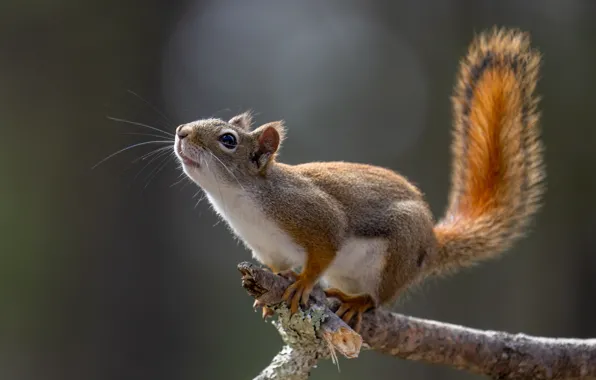 Картинка Белка, Животные, Squirrel, Хвост, Animals, Tree Branch, Ветка дерева