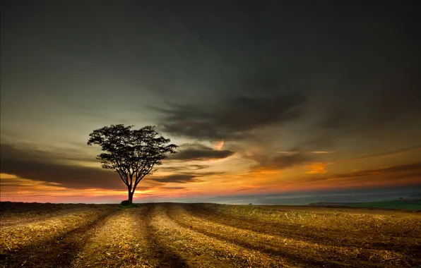 Картинка поле, небо, закат, дерево