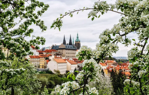 Картинка цветы, ветки, город, весна, Прага, Чехия