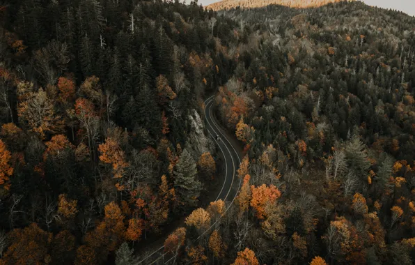 Nature, Wood, Autumn, Street, Trees, Clay Banks