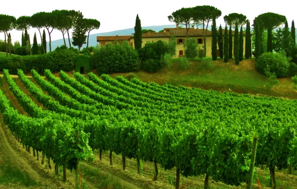 Небо, деревья, дом, Италия, виноградник, Тоскана