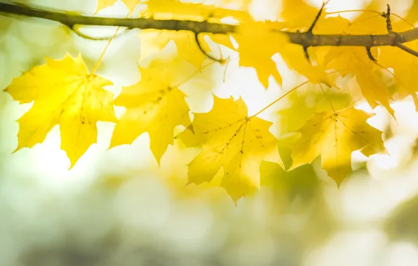 Картинка осень, листья, дерево