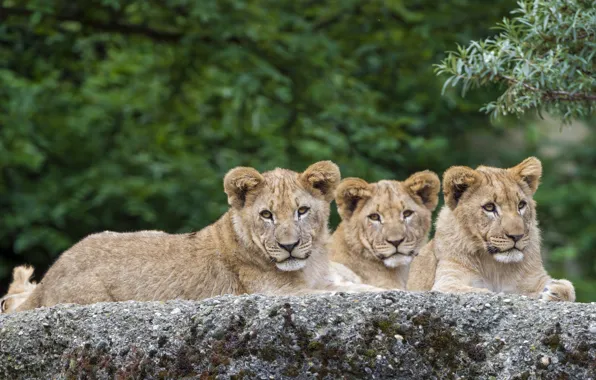 Картинка кошки, камень, лев, львята, троица, ©Tambako The Jaguar