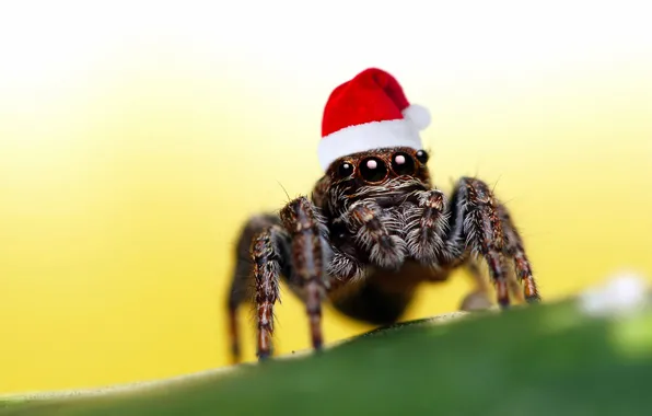 Глаза, паук, новогодняя шапка