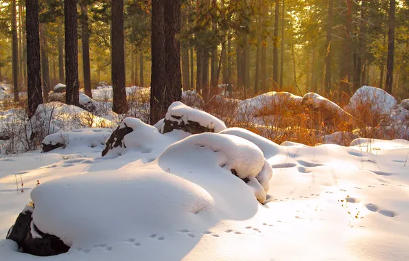 Зима, лес, снег, деревья, пейзаж, природа, drift, forest