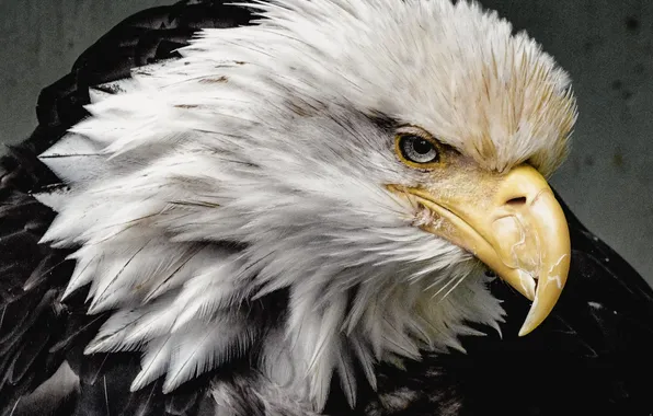 Bird, Raptors, bald eagle, North America, bird of prey