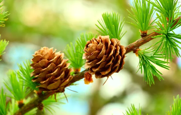 Forest, tree, cones, pine