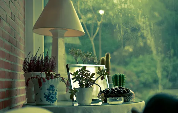 Дом, окна, лампа, растения, кактус