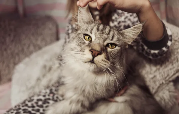 Кот, портрет, мейн-кун