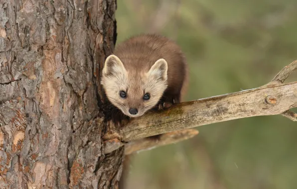 Картинка взгляд, дерево, ветка, мордочка, куница, pine marten