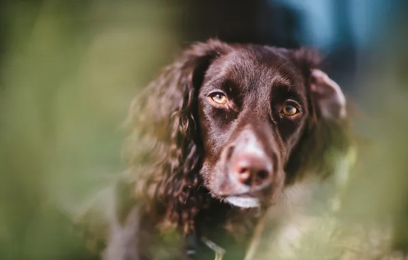 Взгляд, друг, собака