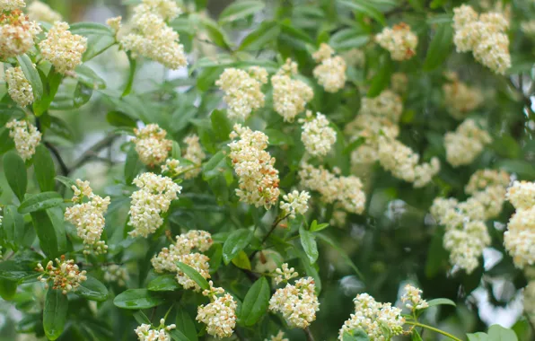 White, flower, garden, blooming