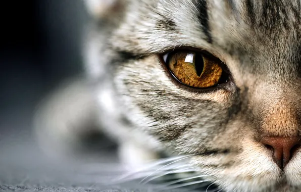 Кошка, глаза, кот, взгляд, крупный план, глаз, котенок, серый