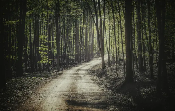 Дорога, лес, свет, деревья