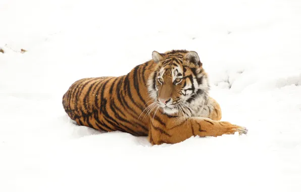 Картинка зима, снег, тигр