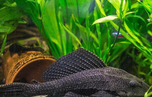 Картинка aquarium, black armoured cat fish inside of fish tank, honeycomb signs catfish, wels