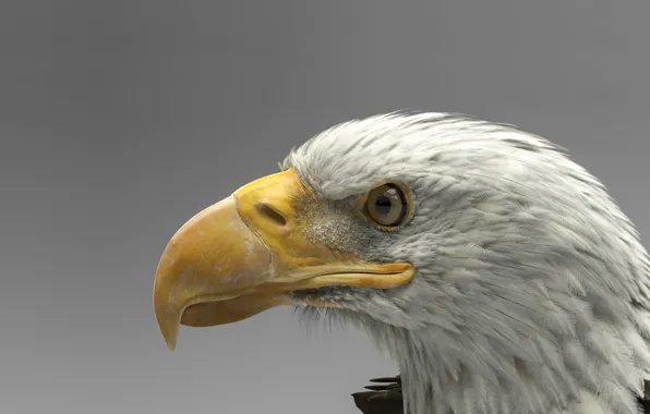 Птица, хищник, арт, белоголовый орлан, Dmytro Teslenko, Eagle model