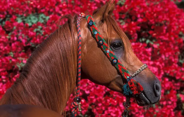 Цветы, красный, конь, листва, лошадь