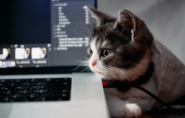 Кошка, котенок, малыш, клавиатура, монитор