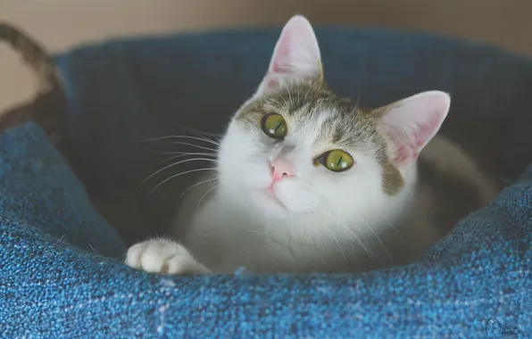 Кошка, кот, взгляд, поза, портрет, лежит, мордашка, голубой фон