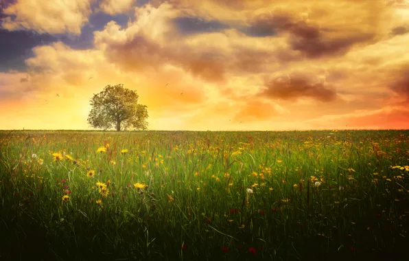 Картинка поле, лето, небо, облака, дерево, обработка, Lonely tree