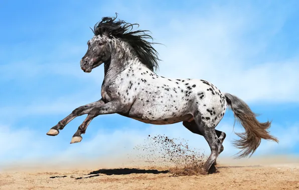 Картинка песок, конь, лошадь, пыль