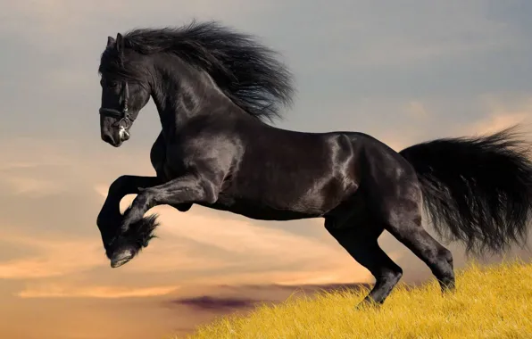 Black, animals, horse