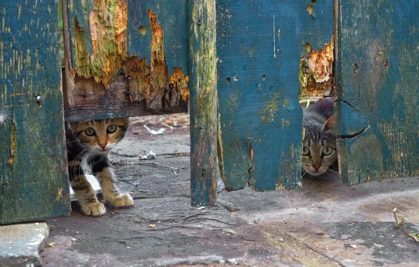 Картинка кошки, фон, забор
