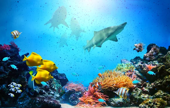 Картинка рыбки, акулы, подводный мир, underwater, ocean, fishes, tropical, reef