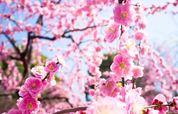Макро, свет, цветы, ветки, природа, дерево, весна, розовые