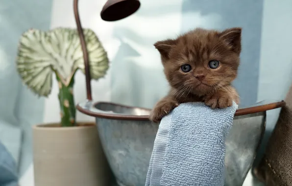 Кошка, взгляд, свет, поза, котенок, растение, полотенце, малыш