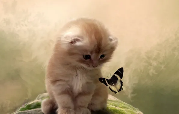 Картинка кот, котенок, фон, бабочка, внимание