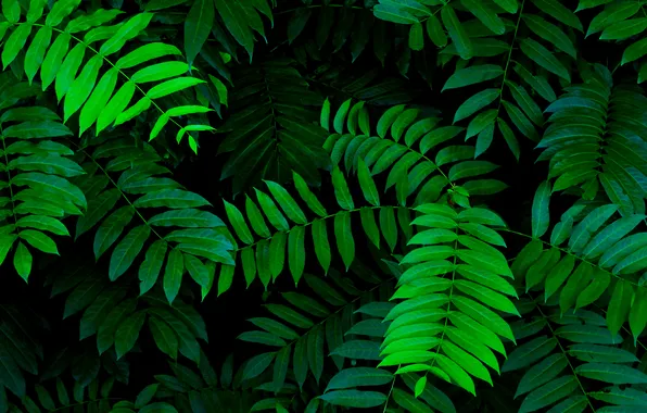 Tree, leafs, plant