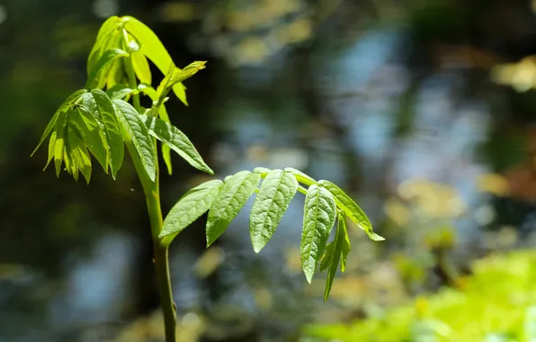 Leafs, spring, plant